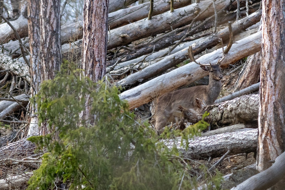 European Fallow Deer - ML649497272