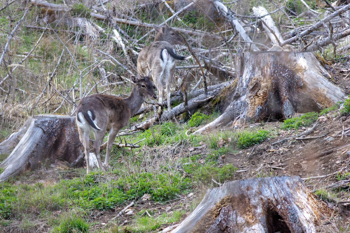 European Fallow Deer - ML649497273