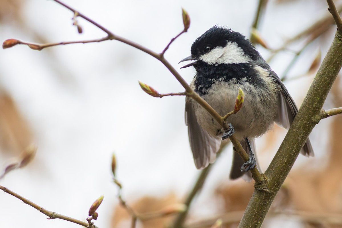 Coal Tit - ML649497293