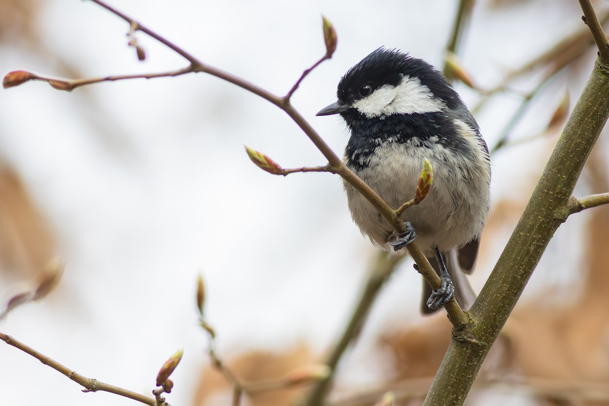 Coal Tit - ML649497294