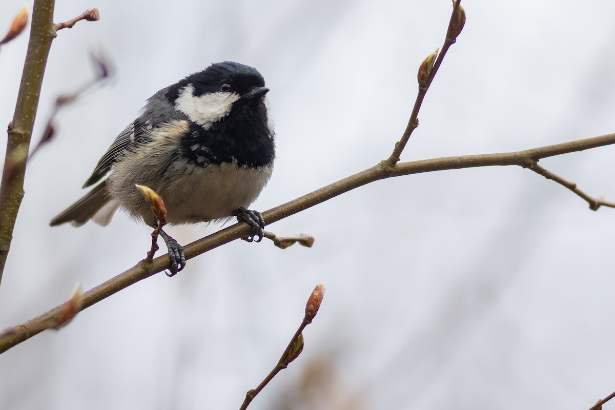 Coal Tit - ML649497295