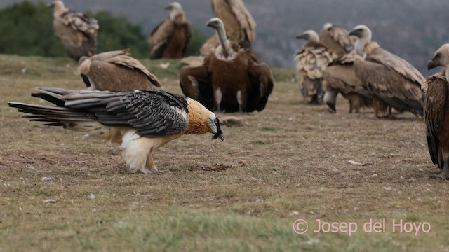 Bartgeier (barbatus) - ML649497598