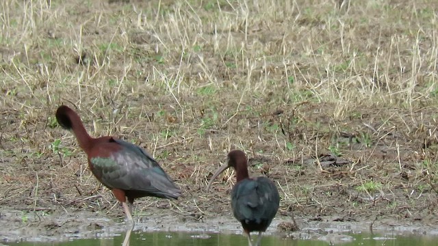 Sichler - ML649497673