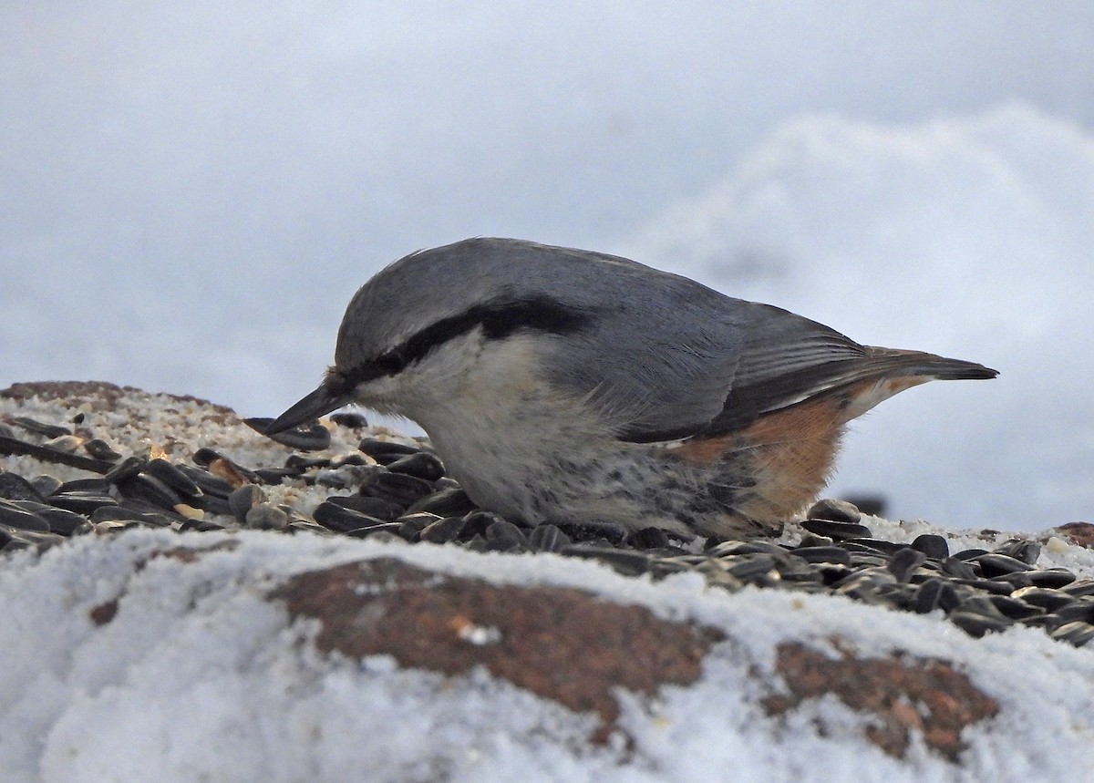 Повзик звичайний - ML649497719