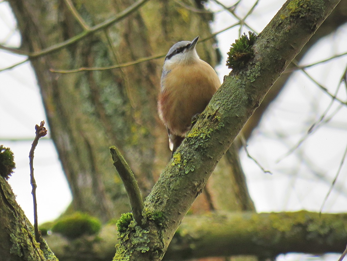 Повзик звичайний - ML649497770