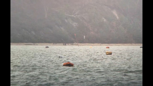 Zwergmöwe - ML649498020