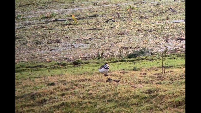 Keilschwanz-Regenpfeifer - ML649498108