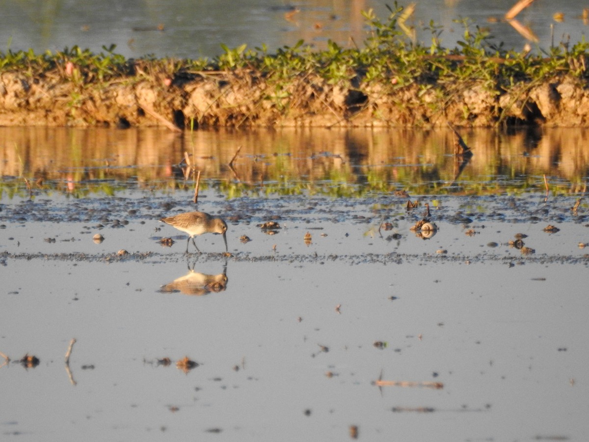 ハマシギ - ML649498194