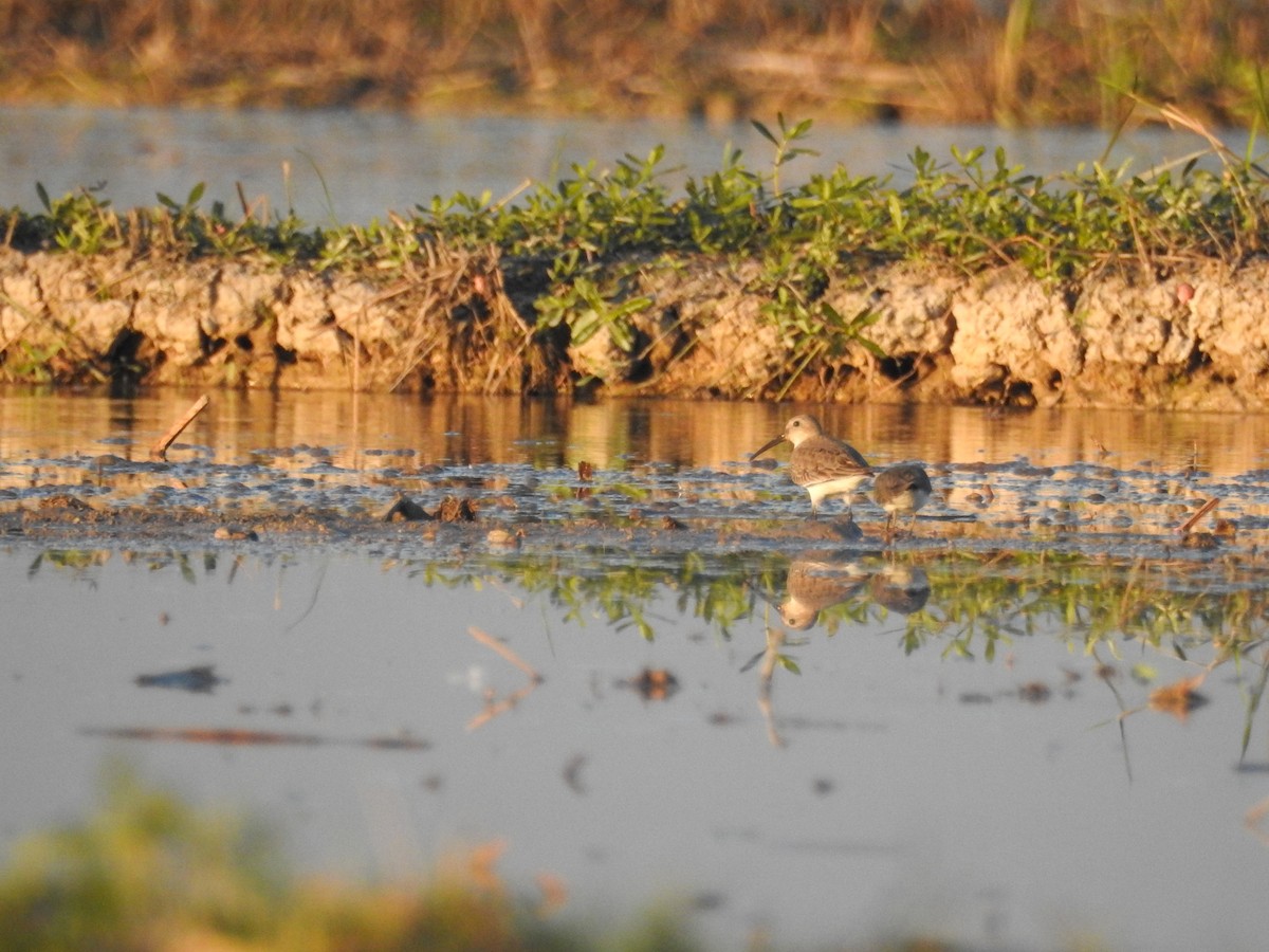 ハマシギ - ML649498195