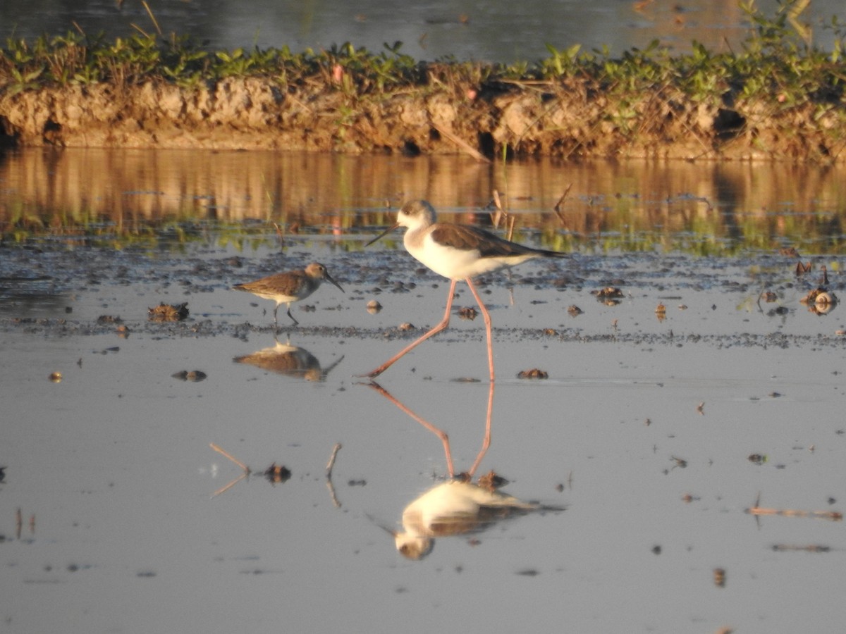 ハマシギ - ML649498196