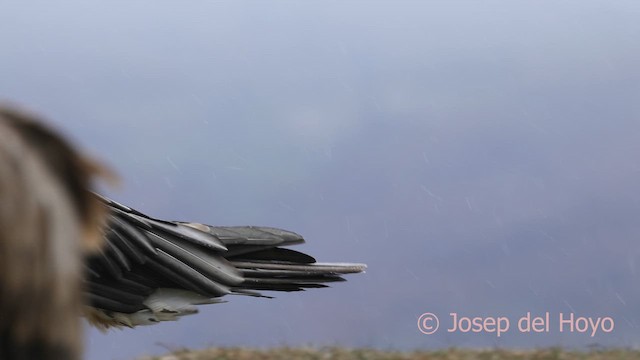 Bartgeier (barbatus) - ML649498231