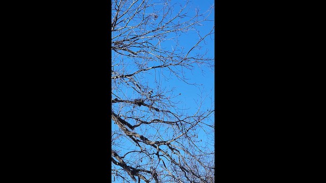 Gartenspottdrossel - ML649498257