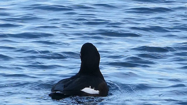 Höckersamtente - ML649498404