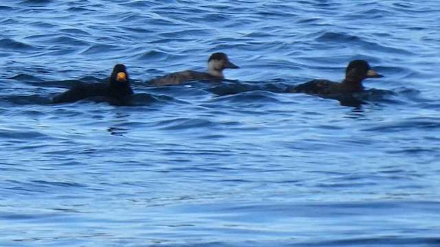 Pazifiktrauerente - ML649498466