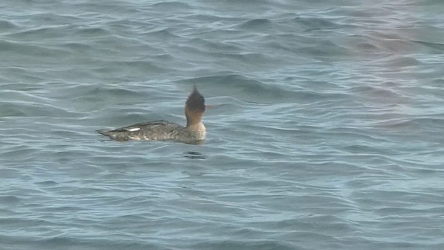 Mittelsäger - ML649498725