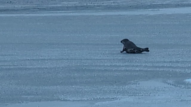 Hundsrobben - ML649498749