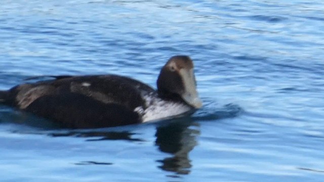 Eiderente - ML649498916