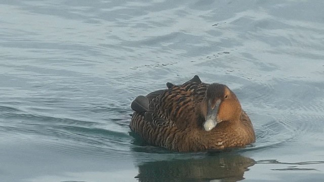 Eiderente - ML649498938