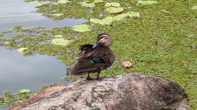 kachna pruhohlavá - ML649498991