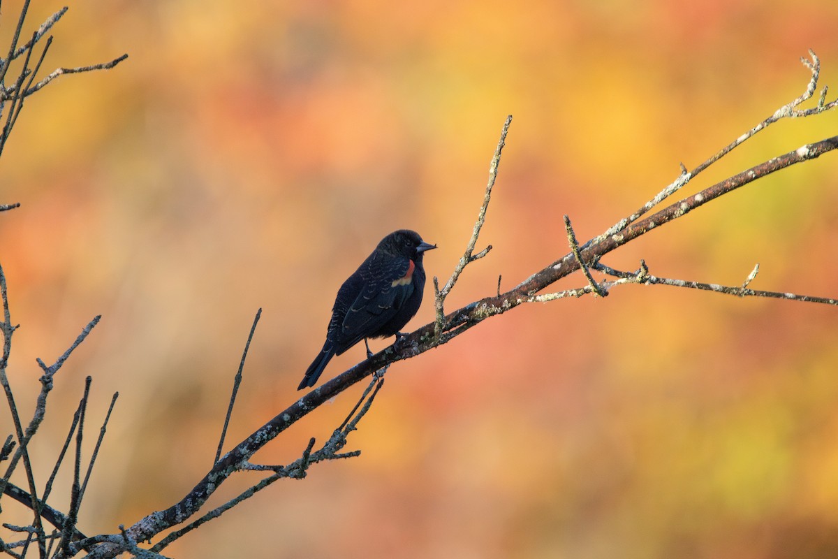 Red-winged Blackbird - ML649499018
