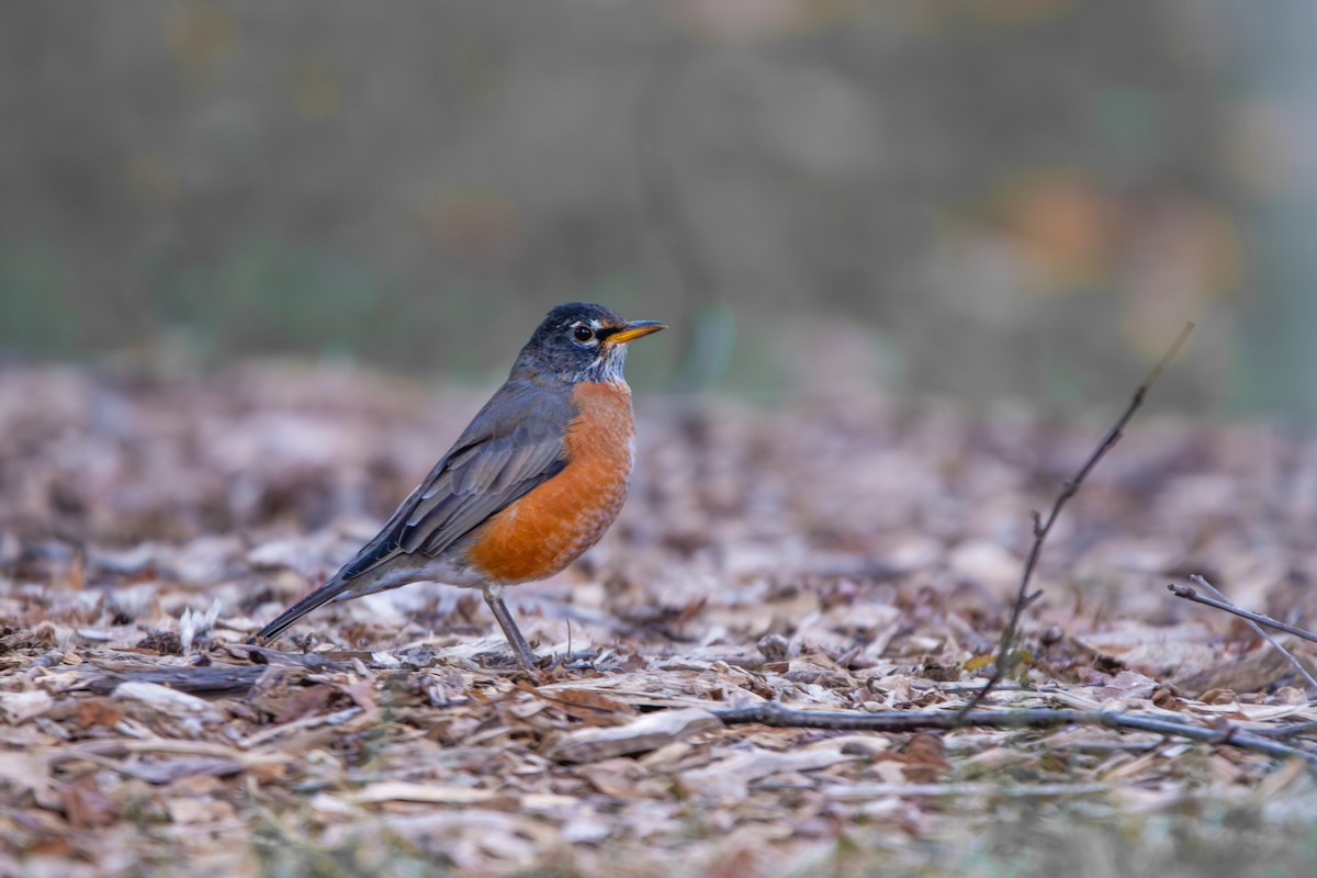 American Robin - ML649499027