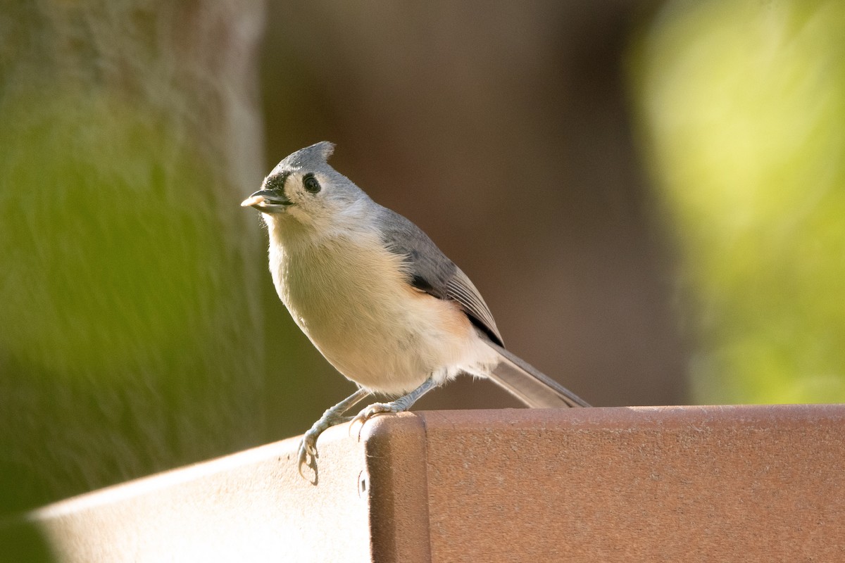 Tufted Titmouse - ML649499034