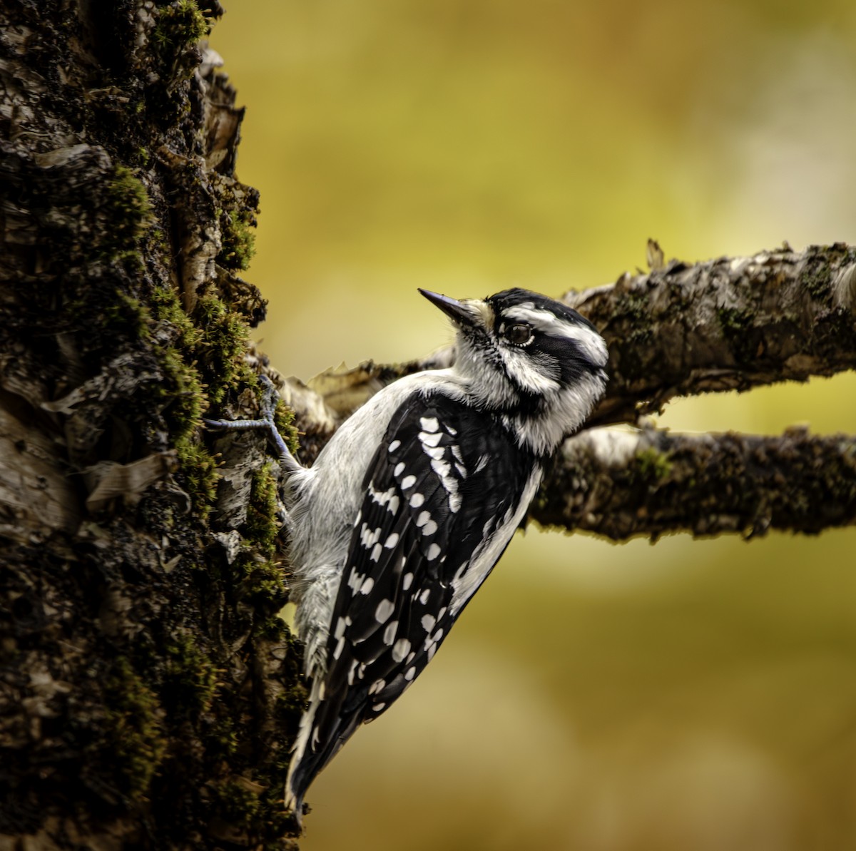 Пушистый дятел - ML649499038