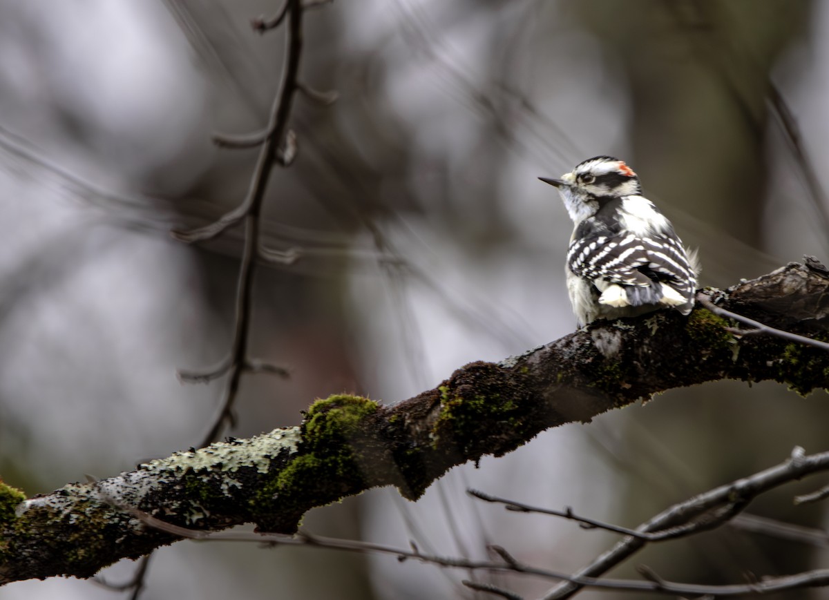 Downy Woodpecker - ML649499041