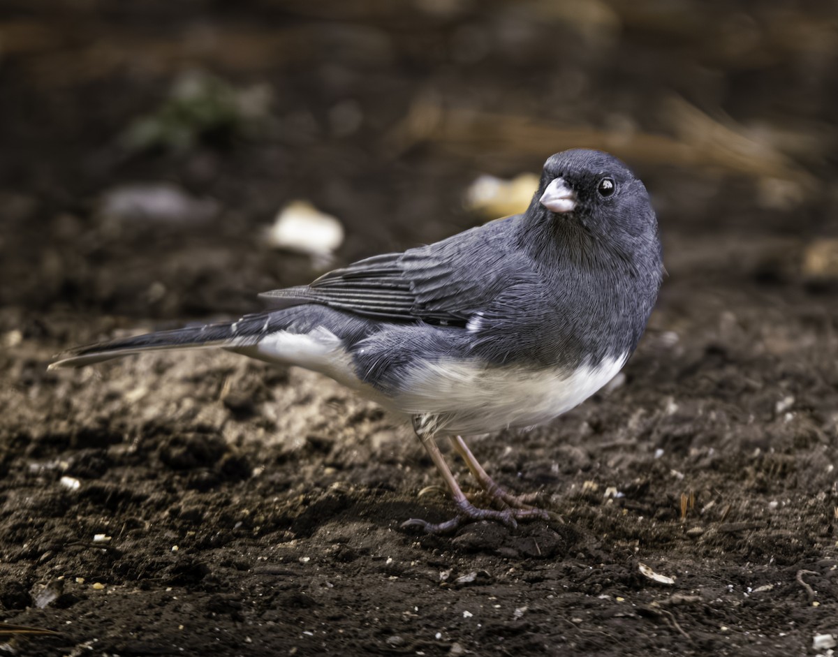 Dark-eyed Junco (Slate-colored) - ML649499043