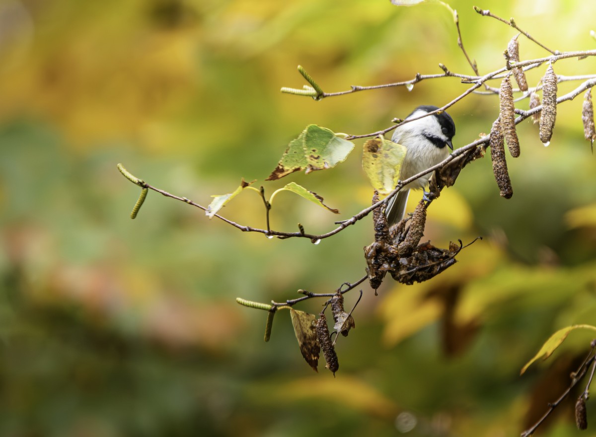 Black-capped Chickadee - ML649499046