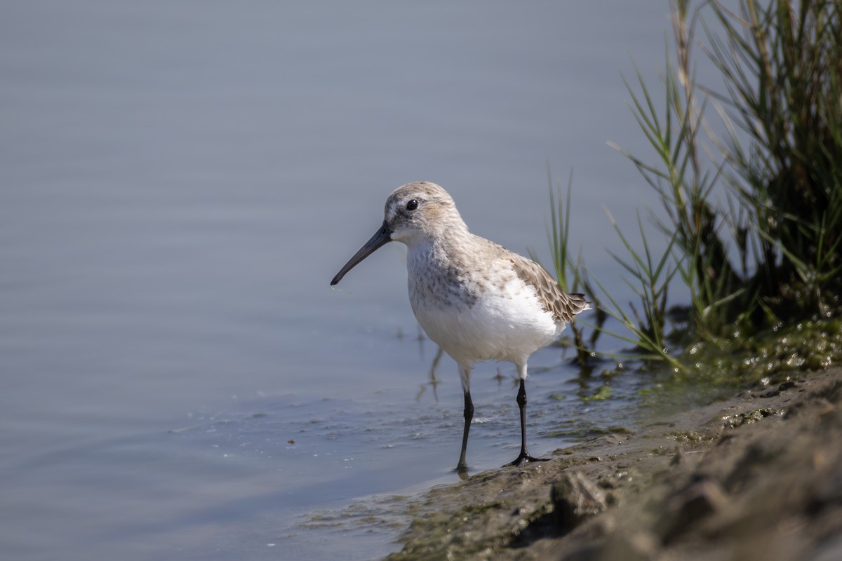 ハマシギ - ML649499048