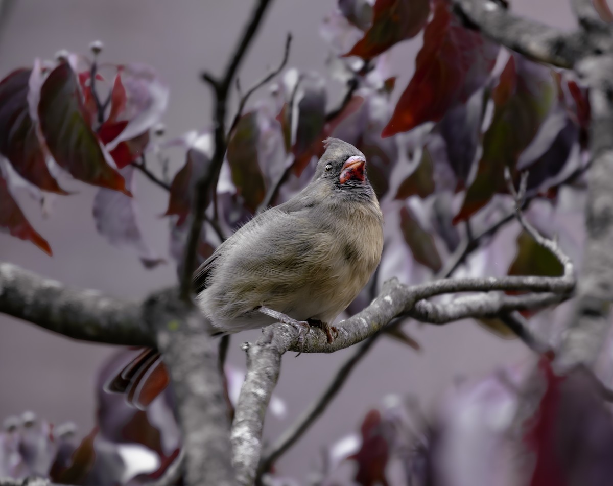 Northern Cardinal - ML649499061