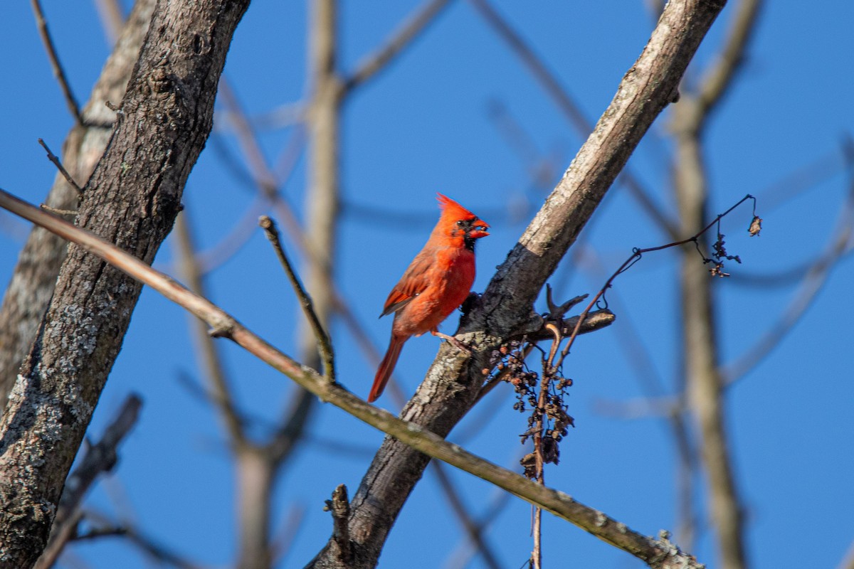 Northern Cardinal - ML649499074