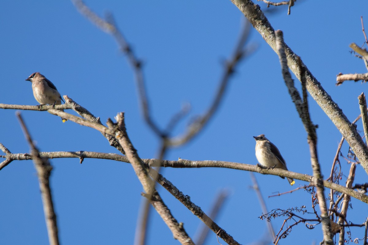 Cedar Waxwing - ML649499082