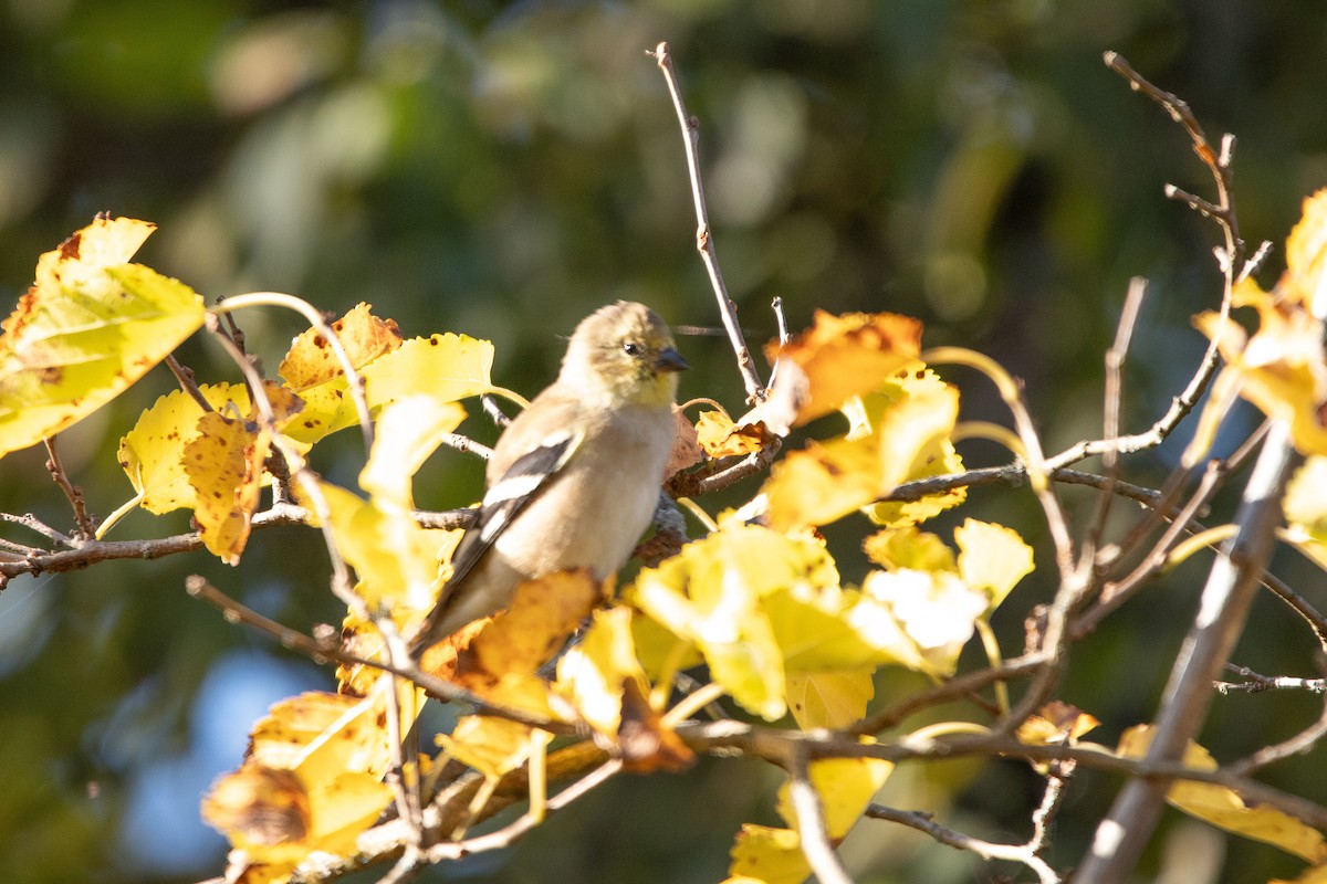 American Goldfinch - ML649499095