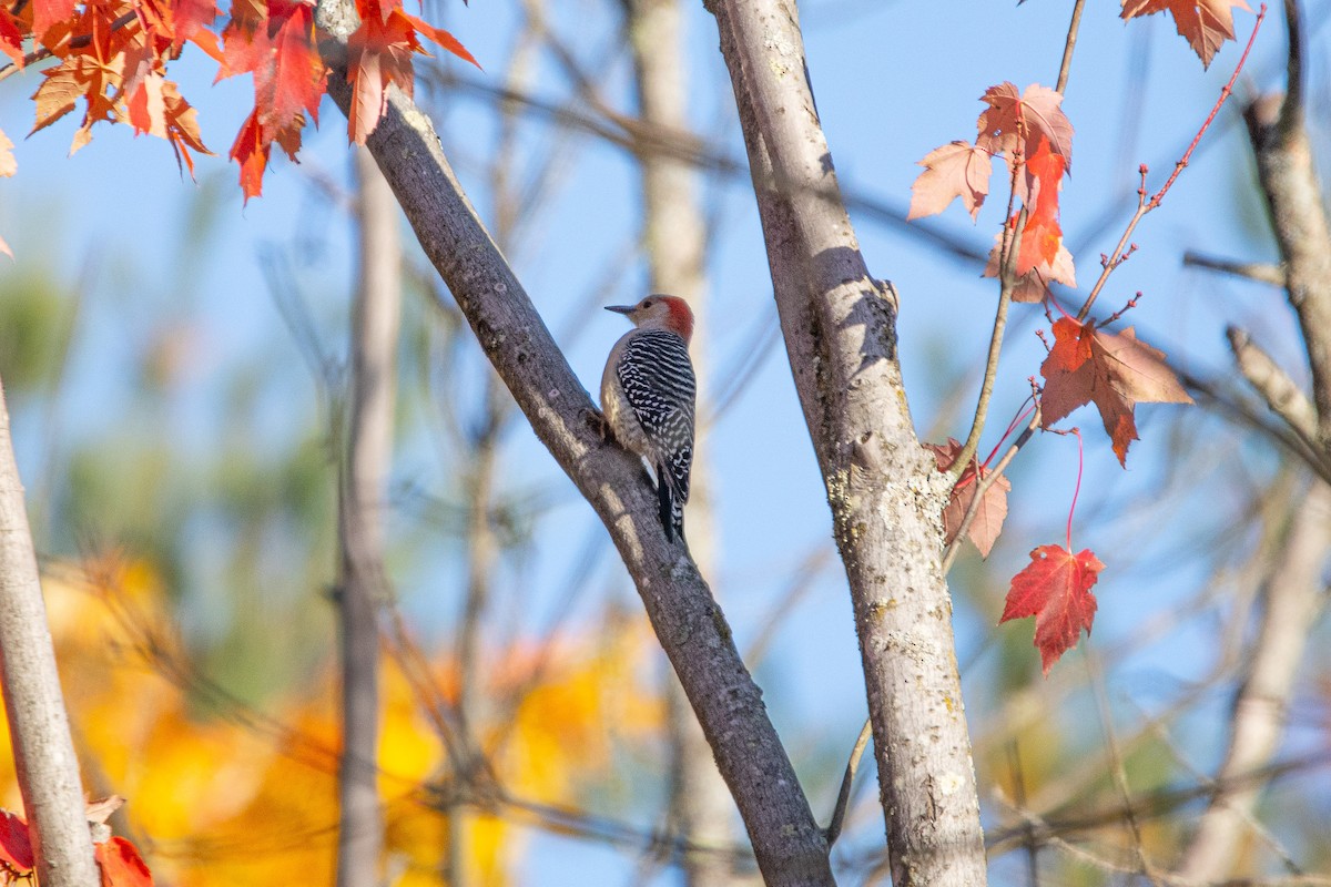 Red-bellied Woodpecker - ML649499114