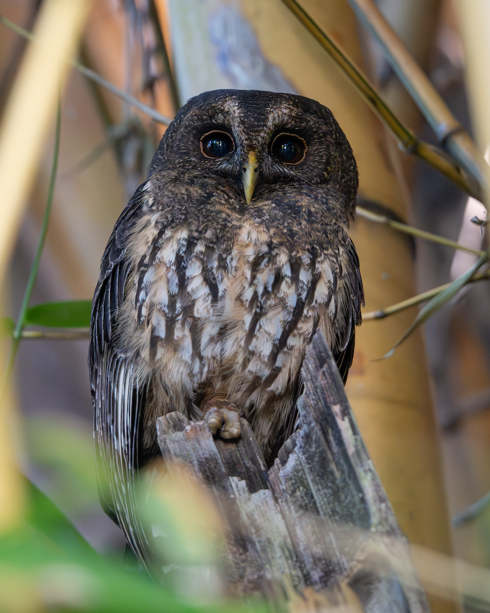 Benekli Alaca Baykuş - ML649499401