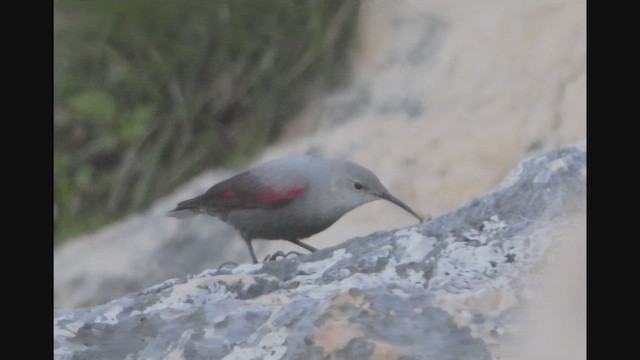 Mauerläufer - ML649499532