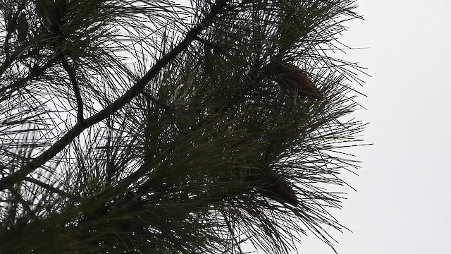 Tannenmeise - ML649499634