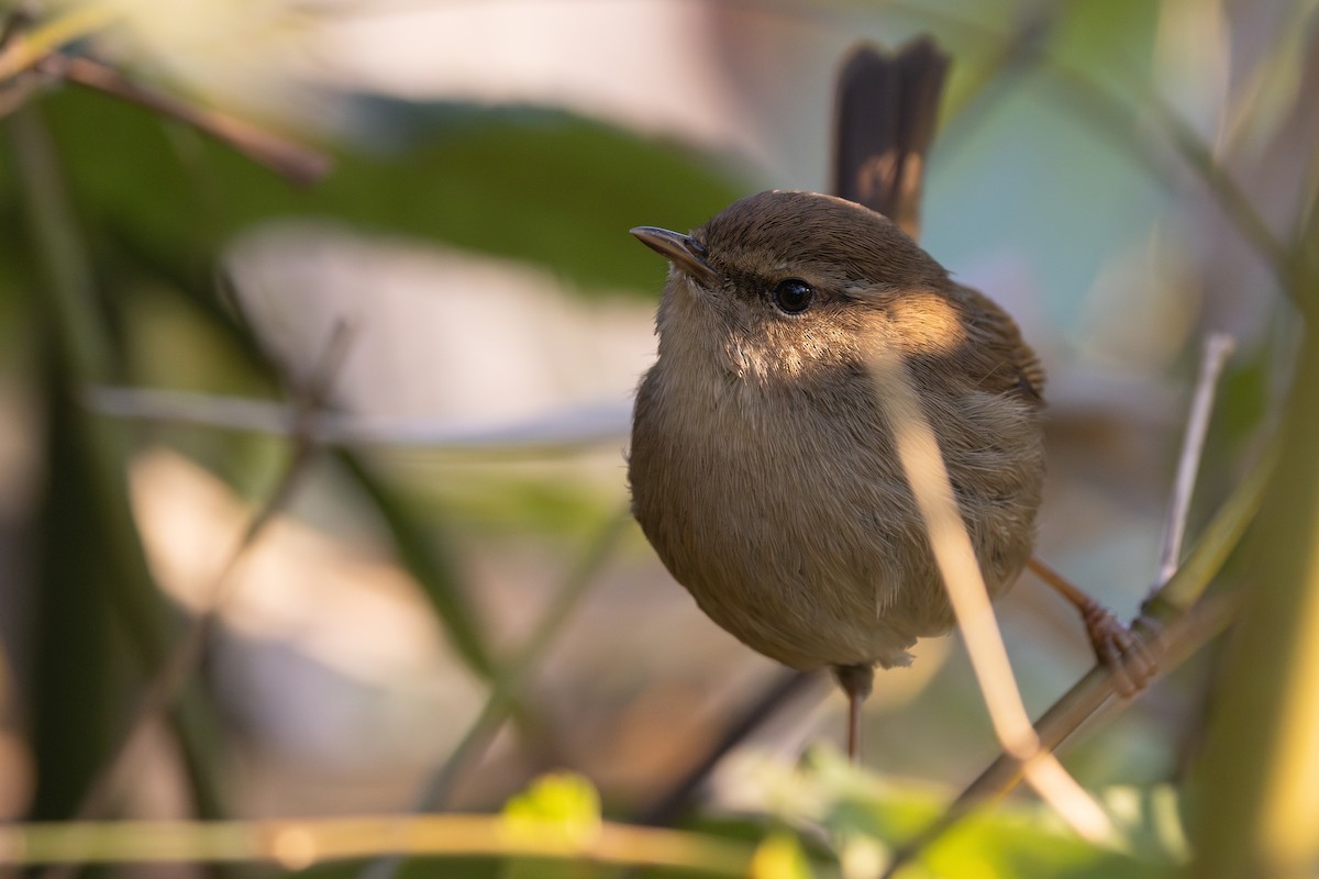 Brownish-flanked Bush Warbler (Brownish-flanked) - ML649499652