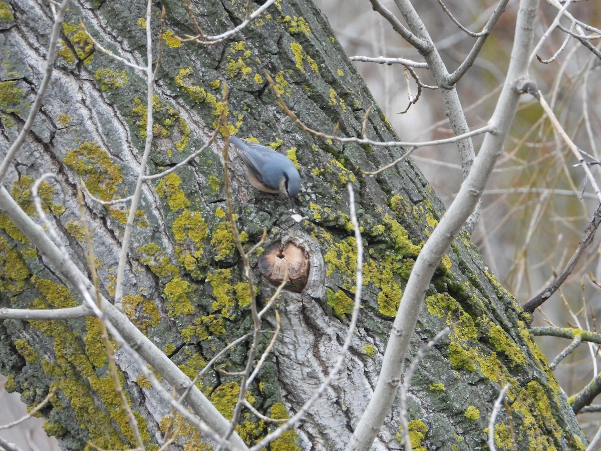 Повзик звичайний - ML649499684