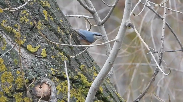 Kleiber - ML649499692