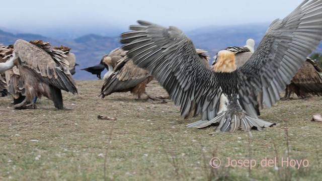 Bartgeier (barbatus) - ML649499737