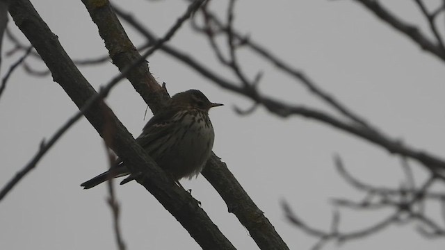 Wiesenpieper - ML649499759