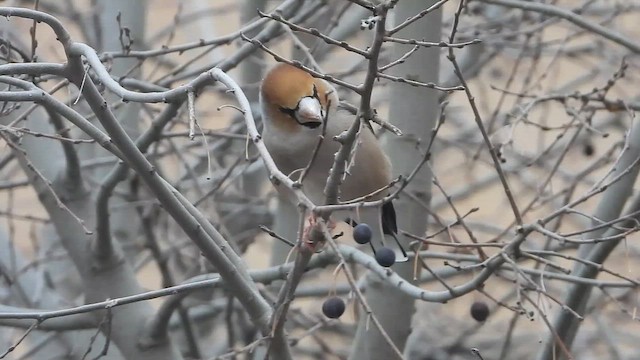 Kernbeißer - ML649499821