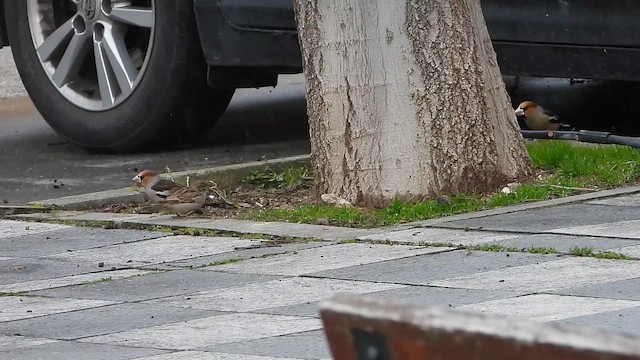 Kernbeißer - ML649499823