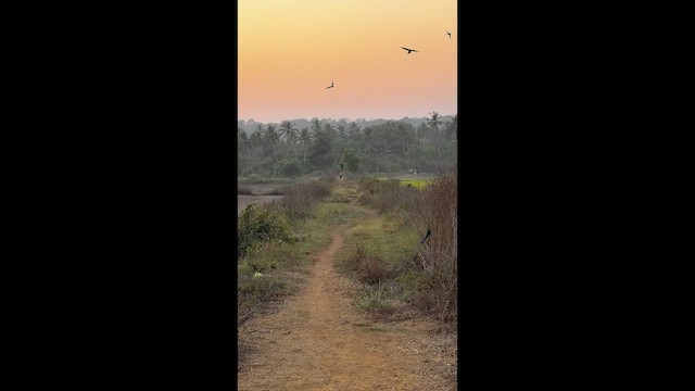 Königsdrongo - ML649499863