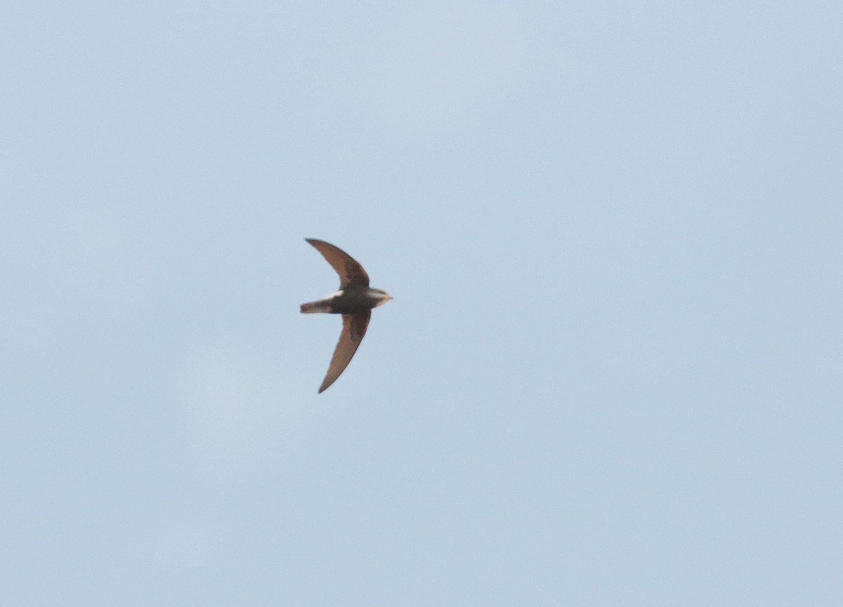 סיס גליל - ML649499890