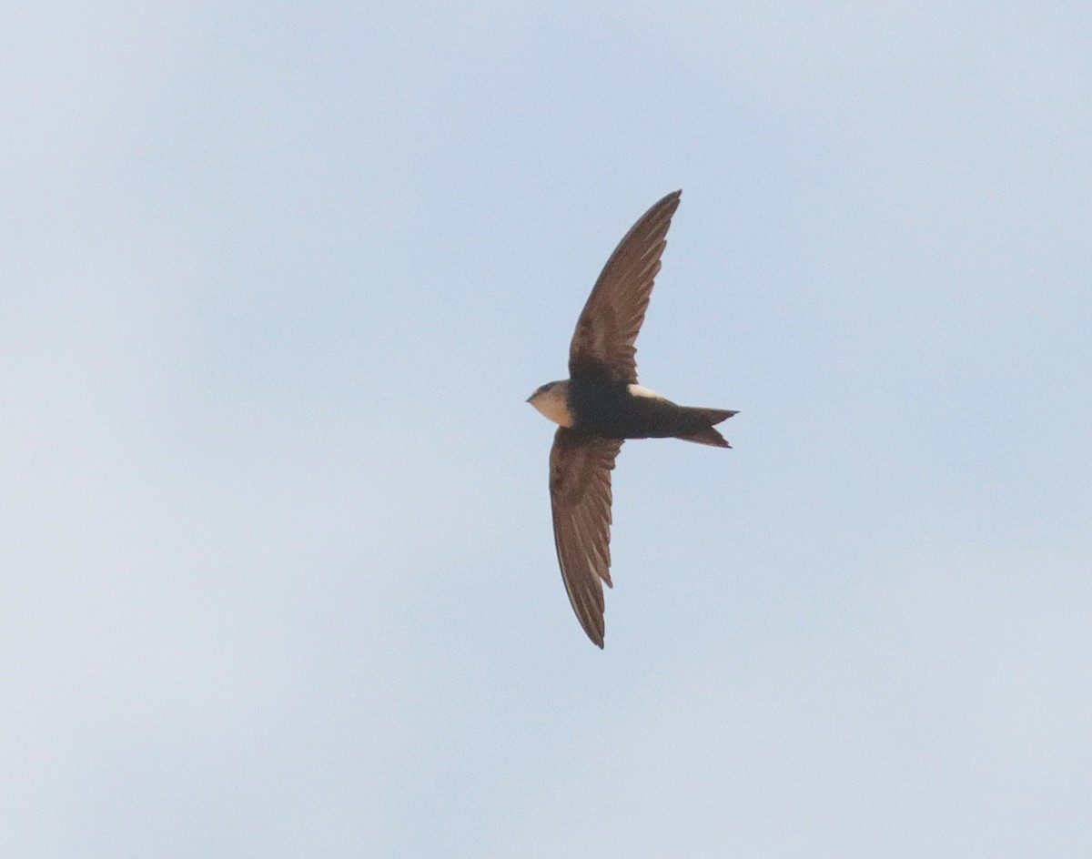 Horus Swift - ML649499907