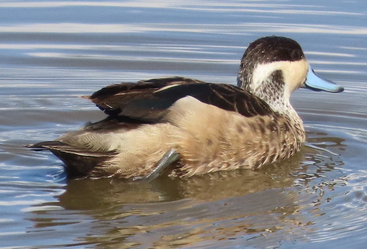 Sarcelle à bec bleu - ML649499917
